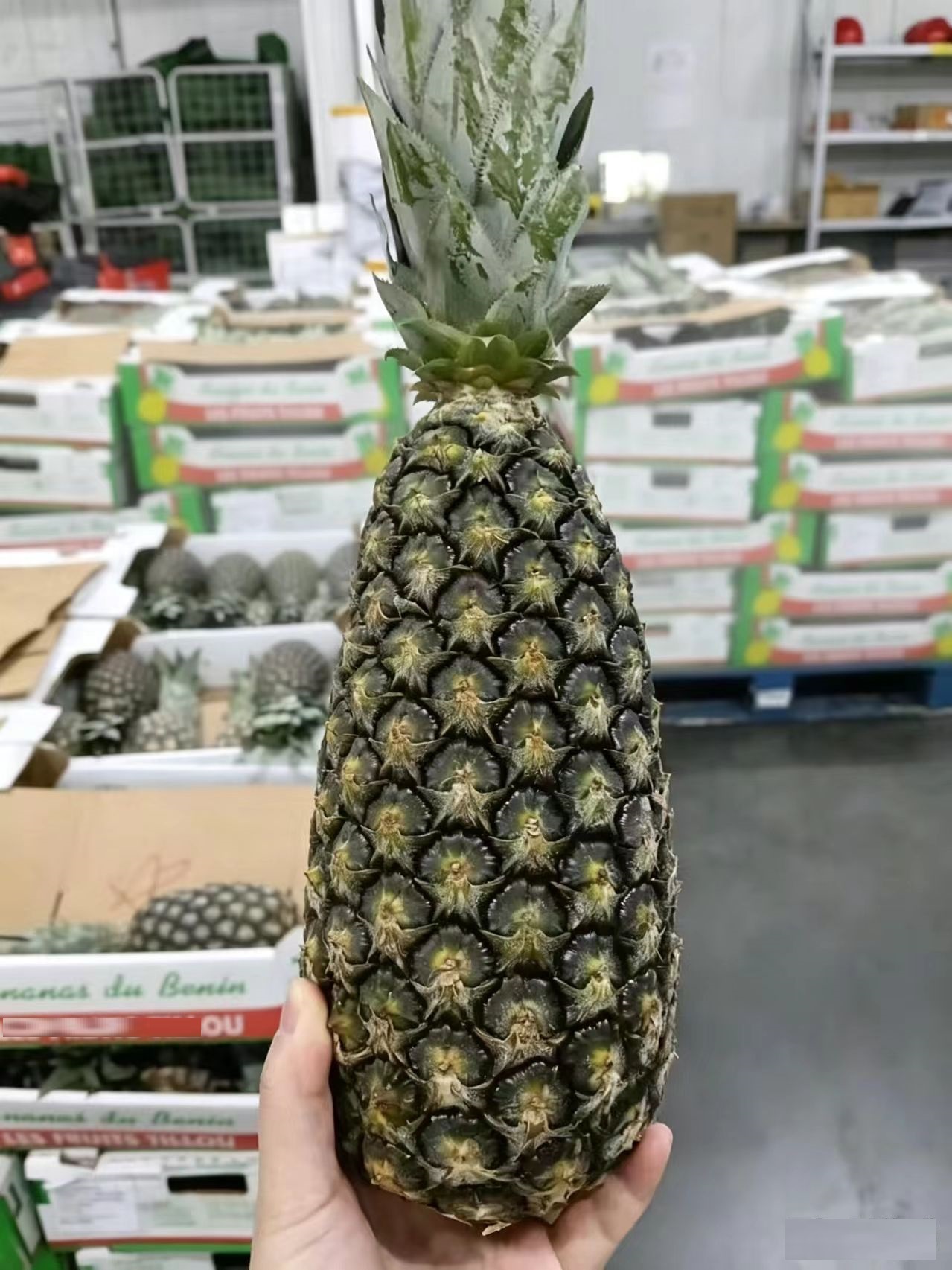 博越锦程・贝宁鲜菠萝进口完整项目案例